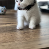 British Shorthair, Kedi  adı yok fotoğrafı