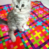 Chinchilla, Kedi  Lokum fotoğrafı