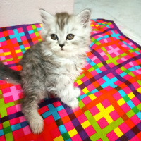 Chinchilla, Kedi  Lokum fotoğrafı