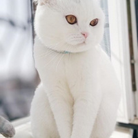 Scottish Fold, Kedi  Misha fotoğrafı