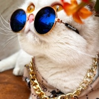 Scottish Fold, Kedi  Misha fotoğrafı