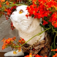 Scottish Fold, Kedi  Misha fotoğrafı