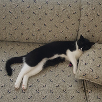 Tuxedo (Smokin) Kedi, Kedi  Smoki fotoğrafı