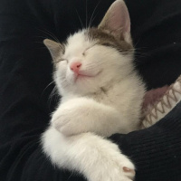 Tekir Kedi, Kedi  Sakız fotoğrafı