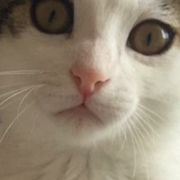 Tekir Kedi, Kedi  Sakız fotoğrafı