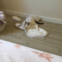 Tekir Kedi, Kedi  Sakız fotoğrafı