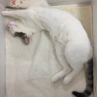 Tekir Kedi, Kedi  Sakız fotoğrafı