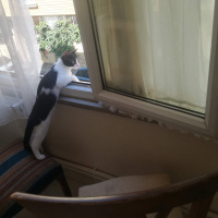 Tuxedo (Smokin) Kedi, Kedi  Kiwi fotoğrafı