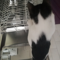 Tuxedo (Smokin) Kedi, Kedi  Kiwi fotoğrafı