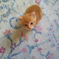 Sarman, Kedi  Mavis fotoğrafı