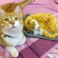 Tekir Kedi, Kedi  Sahra fotoğrafı