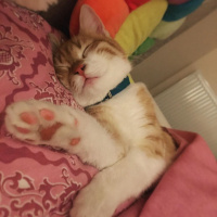 Tekir Kedi, Kedi  Sahra fotoğrafı