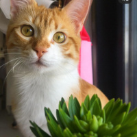 Tekir Kedi, Kedi  Sahra fotoğrafı