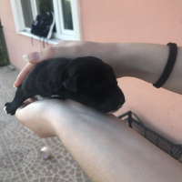 Sokö (Sokak Köpeği), Köpek  isimsiz fotoğrafı
