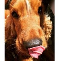 İngiliz Cocker Spaniel, Köpek  LATTE fotoğrafı