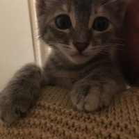 Tekir Kedi, Kedi  Maral-Ceylan fotoğrafı