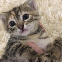 Tekir Kedi, Kedi  Maral-Ceylan fotoğrafı