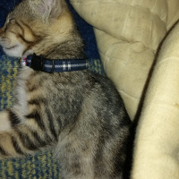 Tekir Kedi, Kedi  Rüzgar fotoğrafı