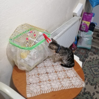 Tekir Kedi, Kedi  Rüzgar fotoğrafı