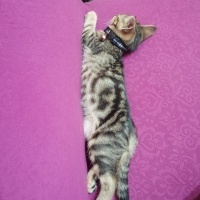 Tekir Kedi, Kedi  Rüzgar fotoğrafı