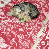 Tekir Kedi, Kedi  Rüzgar fotoğrafı