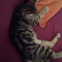 Tekir Kedi, Kedi  Rüzgar fotoğrafı