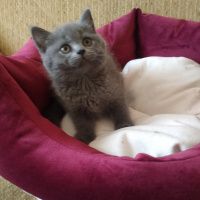 British Shorthair, Kedi  Pisi fotoğrafı
