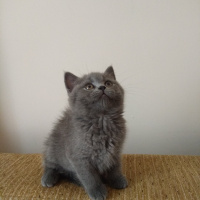 British Shorthair, Kedi  Pisi fotoğrafı
