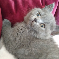British Shorthair, Kedi  Pisi fotoğrafı