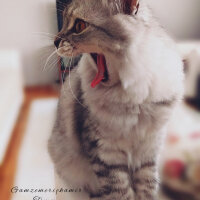 Scottish Fold, Kedi  Tommy fotoğrafı