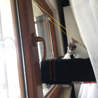 Tekir Kedi, Kedi  Mia fotoğrafı