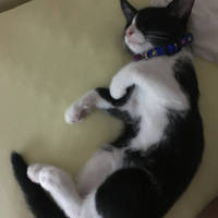 Tuxedo (Smokin) Kedi, Kedi  modi fotoğrafı