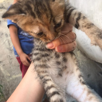 Tekir Kedi, Kedi  adsız fotoğrafı