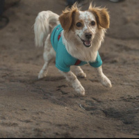 Jack Russell Terrier, Köpek  Latte fotoğrafı