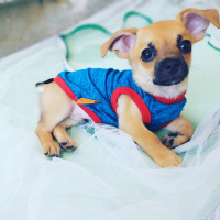 Chihuahua, Köpek  Boss fotoğrafı