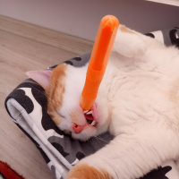 Sarman, Kedi  Limon fotoğrafı