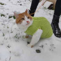 Sarman, Kedi  Limon fotoğrafı
