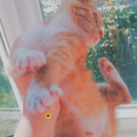 Sarman, Kedi  Şanslı fotoğrafı