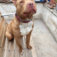 Amerikan Pitbull Terrier, Köpek  TETİK fotoğrafı