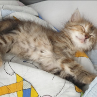 Tekir Kedi, Kedi  Sütlaç fotoğrafı