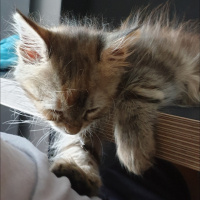 Tekir Kedi, Kedi  Sütlaç fotoğrafı