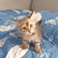 Tekir Kedi, Kedi  Sütlaç fotoğrafı