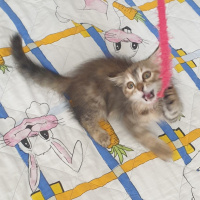 Tekir Kedi, Kedi  Sütlaç fotoğrafı