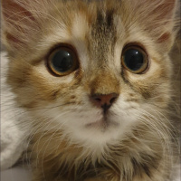 Tekir Kedi, Kedi  Sütlaç fotoğrafı
