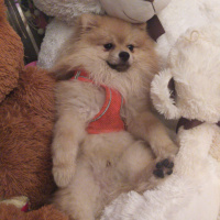 Pomeranyalı, Köpek  Mike fotoğrafı