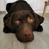 Labrador Retriever, Köpek  DATÇA fotoğrafı