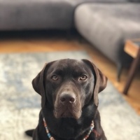 Labrador Retriever, Köpek  DATÇA fotoğrafı
