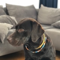 Labrador Retriever, Köpek  DATÇA fotoğrafı