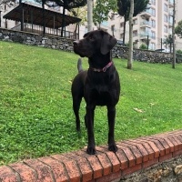 Labrador Retriever, Köpek  DATÇA fotoğrafı