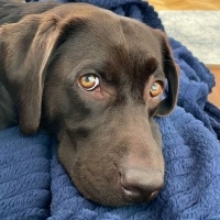 Labrador Retriever, Köpek  DATÇA fotoğrafı